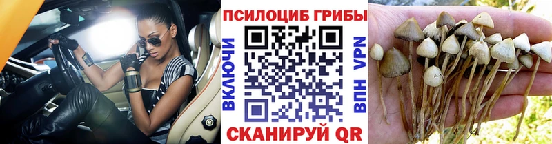 Псилоцибиновые грибы прущие грибы  Купить  Бежецк 